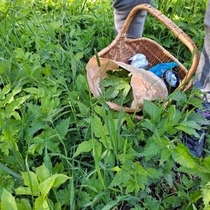 Wild vegetables growing and in the basket. 