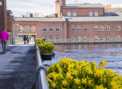 Yellow daffodils in flower boxes on the Patosilla railing, Tammerkoski in the background, people walking on the Patosilta and Frenckell buildings.
